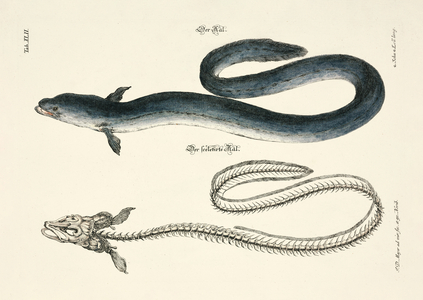 The eel and its skeleton, 1748 (hand-coloured copper engraving)