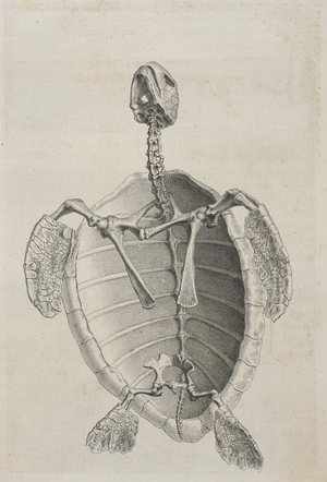 Skeleton of a water tortoise.
