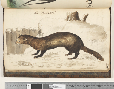 Page 326. The Foumart, 1810-17 (w/c & manuscript text)