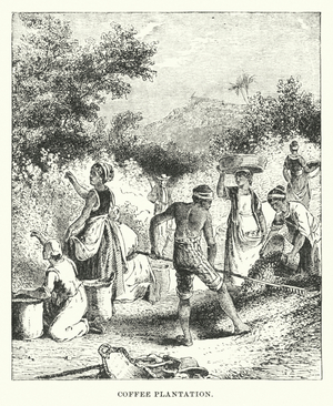 Coffee Plantation, Central America, 1876 (engraving)