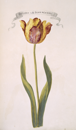 Tulipa sp.