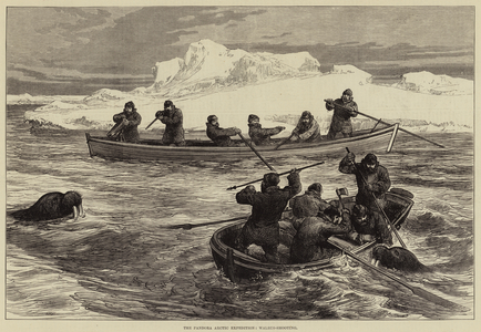 The Pandora Arctic Expedition, Walrus-Shooting (engraving)