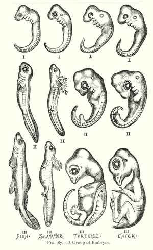 A group of embryos: fish, salamander, tortoise, chick (litho)