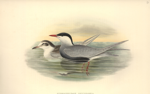 Chlidonias hybrida