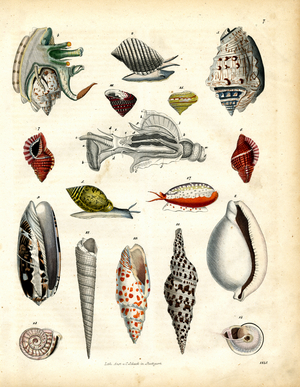 Collection of Various Sea Snails and Shells (hand-coloured litho)