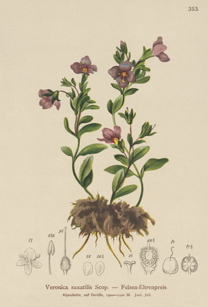 Rock Speedwell (Veronica saxatilis) (colour litho)
