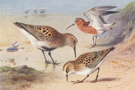 Dunlin (summer), Curlew-Sandpiper (summer), Little Stint (summer) (colour litho)