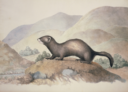Mustela putorius, European polecat, plate 32 from the Collection of Watercolour Drawings of British Vertebrates, 1830-41 (w/c on paper)