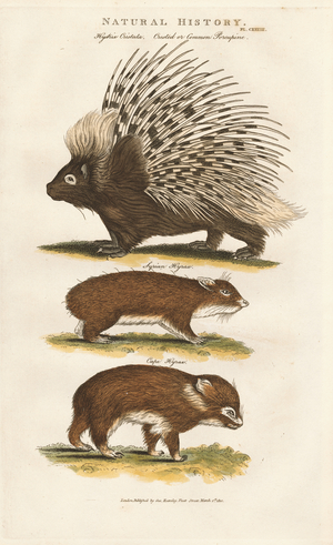 Porcupine and Hyraxes, 1813 (engraving)