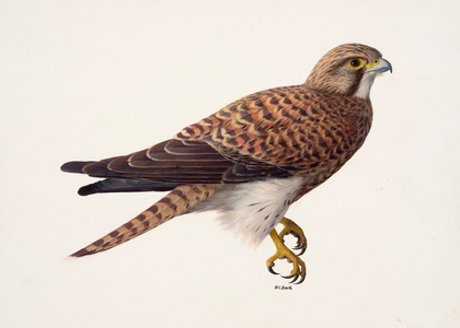 Study of a female kestrel (oil on paper)