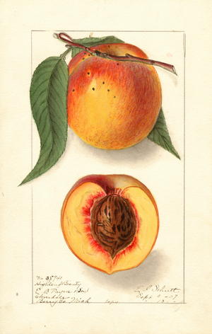 Peaches (Prunus persica: Highland Beauty) (watercolour)