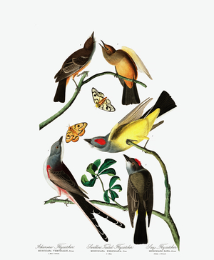Three Varieties of Flycatcher, from "The Birds of America" by John J. Audubon, pub. 1827-38 (hand coloured engraving)