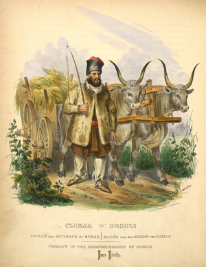 Peasant in the neighbourhood of Human.
A farmer with oxen.