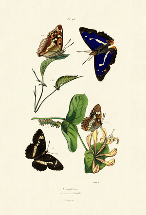 White Admiral, 1833-39 (coloured engraving)