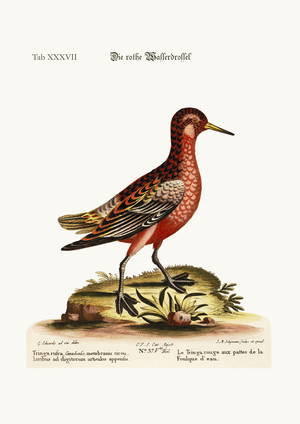The Red Coot-footed Tringa, 1749-73 (coloured engraving)