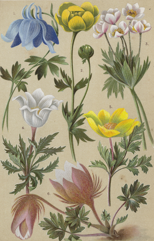 Alpine flora (chromolitho)