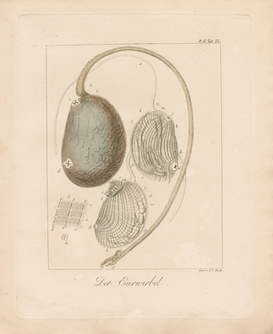 The Egg Structure (coloured copperplate engraving)