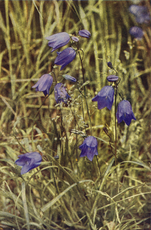 Wild flowers: Hairbell (colour photo)