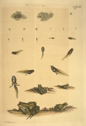 Illustration showing the stages of the lifecycle of a frog, from spawn to adult frog.