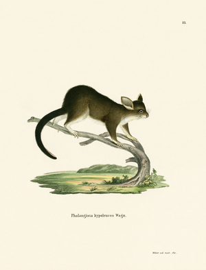 Brushtail Possum (coloured engraving)