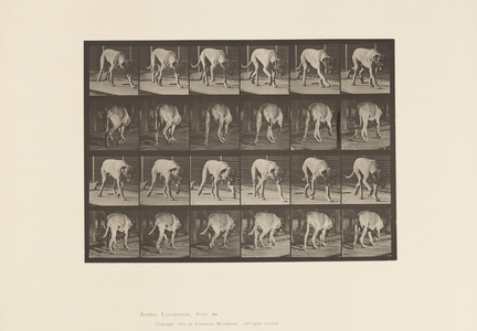 Plate 704. Dog; Walking; Mastiff, 1885 (collotype on paper)