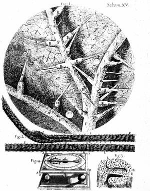 1: Underside of stinging nettle leaf 2: Beard of wild oat used in Hooke's hygrometer. 3: Section of head of wild oat. 4: Hooke's hygrometer. From Robert Hooke Micrographia London 1665. Engraving .