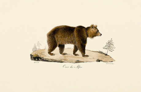Alpine Brown Bear, 1824 (hand-coloured litho)