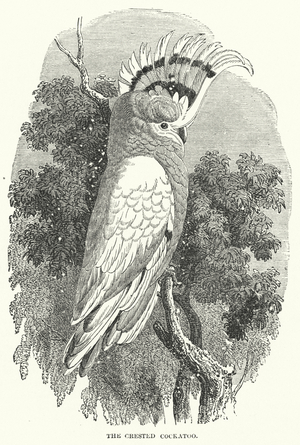 The Crested Cockatoo (engraving)