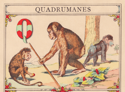 Q: Quadrumanes