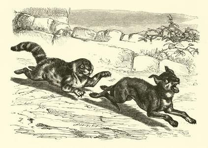 Poor Dog Bright (engraving)