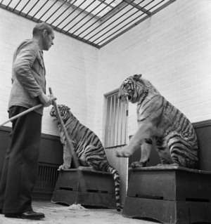 Tiger is being trained, 1930s (photo)