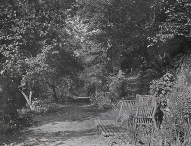Woodland Walks at Jesmond Dene, Northumberland (b/w photo)