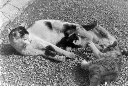 Cats you see on vacation, Germany 1930s (b/w photo)