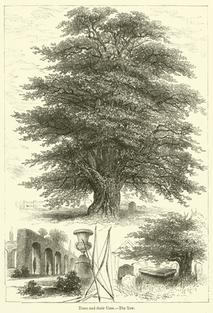 Trees and their Uses, The Yew (engraving)