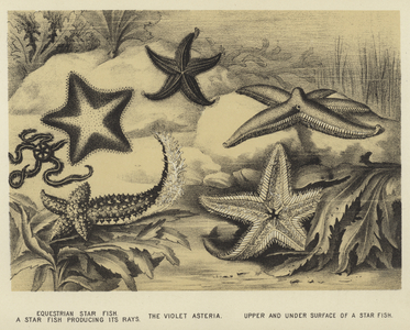 Equestrian Star fish, a Star fish producing its rays, the Violet Asteria, upper and under surface of a Star fish (litho)