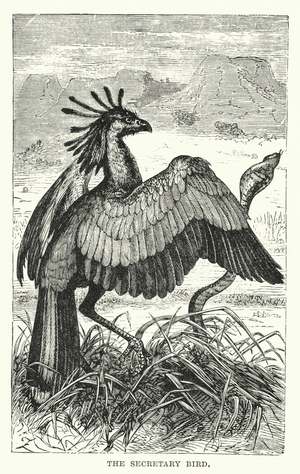 The secretary bird (engraving)
