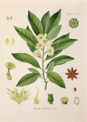 Japanese star anise (Illicium anisatum), 1887-1898 (Plate)