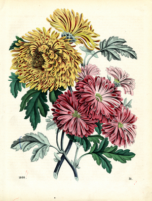 Cultivated Chrysanthemum Varieties (hand-coloured litho)