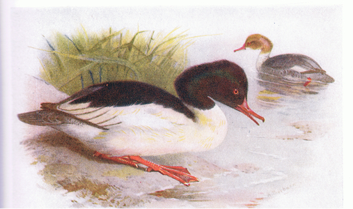 Goosander (colour litho)