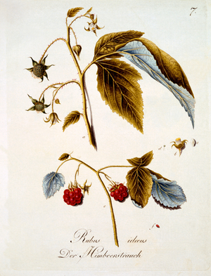 Raspberry, illustration from a book of German wild flowers by Johann Daniel von Reitter, published c.1803-5 (coloured engraving)