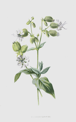 Bladder-Campion (chromolitho)