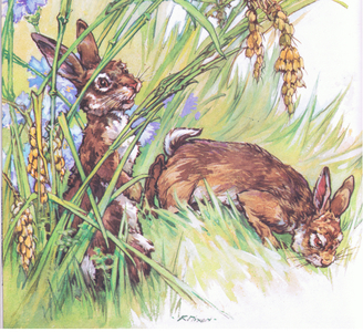Rabbits , from Animals and Birds in Folklore published by Frederick Warne & Co Ltd, 1969 (colour litho)