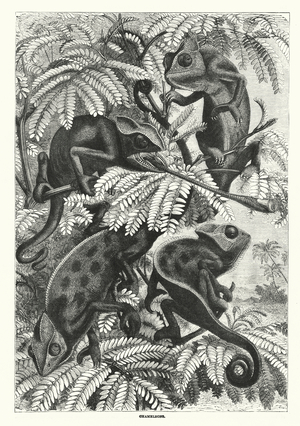 Chameleons (engraving)