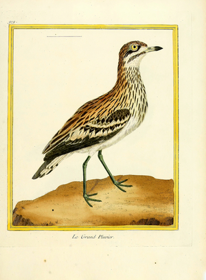 Great Plover (print)