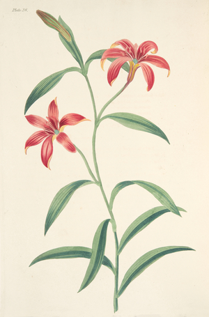 Self-coloured Chinese Lily, from Floral Illustrations of the Seasons, pub. 1829 (hand coloured engraving)