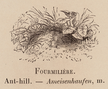 Le Vocabulaire Illustre: Fourmiliere; Ant-hill; Ameisenhaufen (engraving)