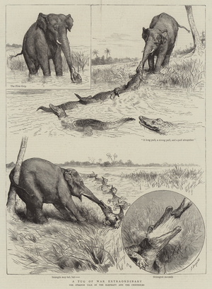 A Tug of War Extraordinary (engraving)