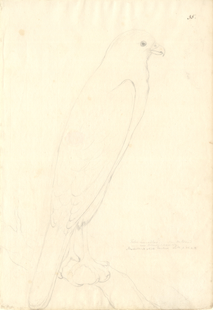 Accipiter novaehollandiae