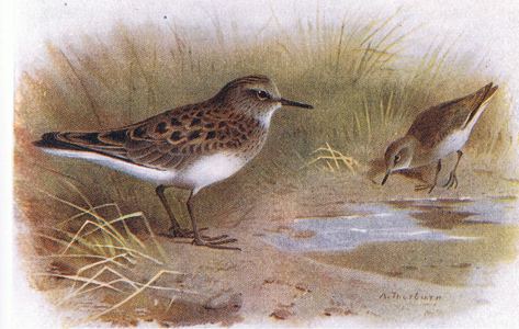 Temmincks Stint, from Birds of the British Isles and Their Eggs published by Frederick Warne & Co Ltd, 1958 (colour litho)