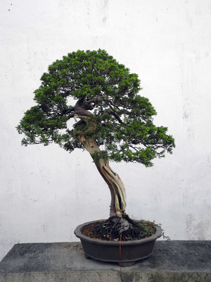 A banzai tree
